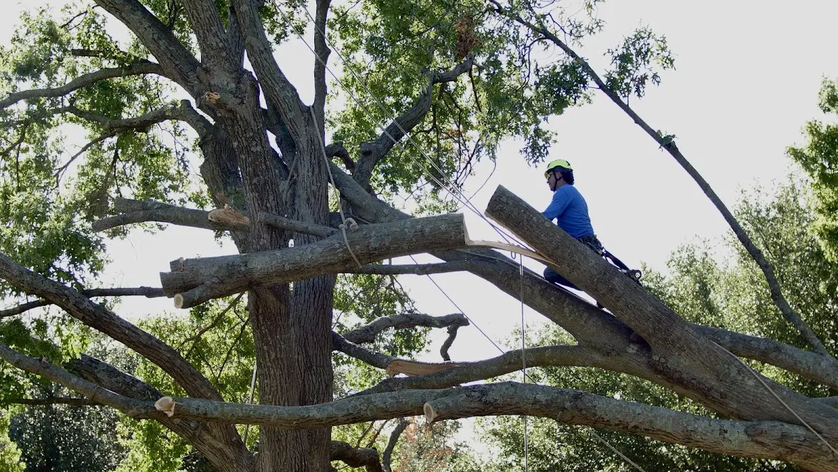 Professional Hazardous Tree Removal performed by certified arborists in Spencer