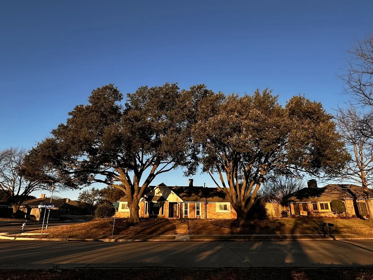 Established residential canopy tree shading a home in Spencer